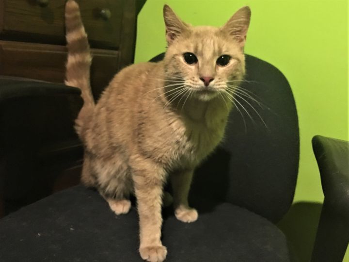 Simon